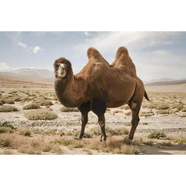 Camel Type E-Liquid - Image 2