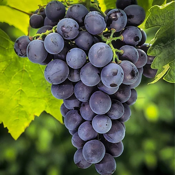 CONCORD GRAPE