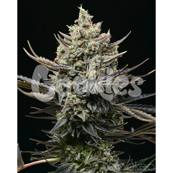 Cookies Cannabis Seeds - Corn Syrup - Image 2