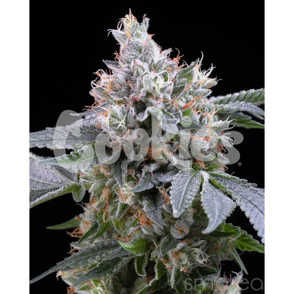 Cookies Cannabis Seeds - Dirty Diana - Image 2