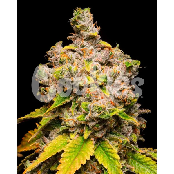 Cookies Cannabis Seeds - Lemon Cherry Sherb - Image 2