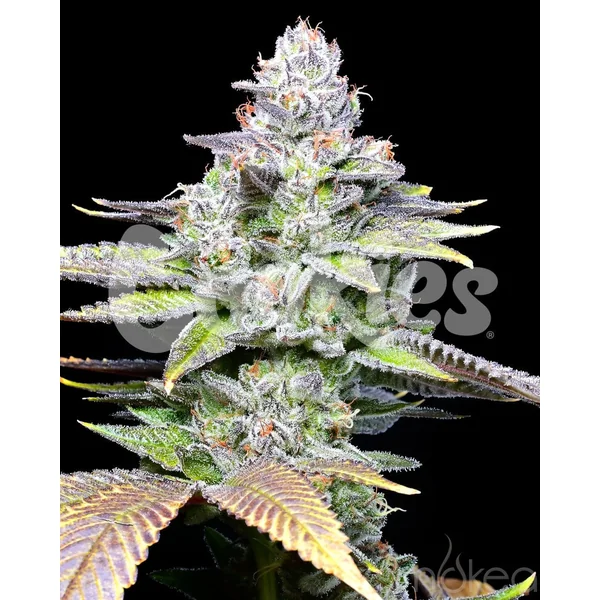 Cookies Cannabis Seeds - White Sherb - Image 2