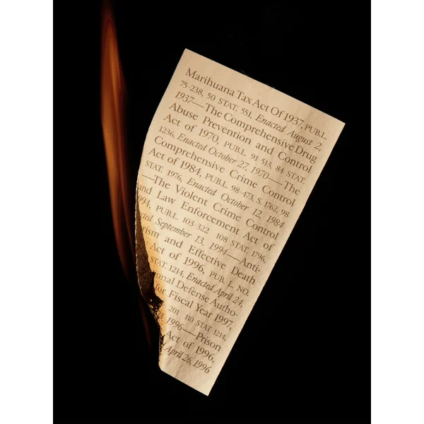 Field Trip Rolling Papers Burn Book Pre-Roll Cones - Image 4