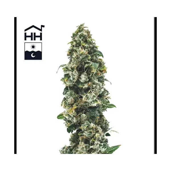 Flower – TKO