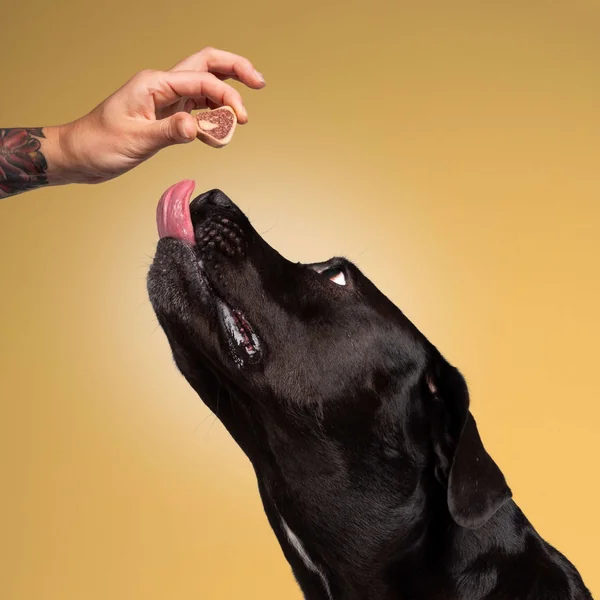 Hemp Paws CBD Dog Treats – Hemp Extract - Image 4