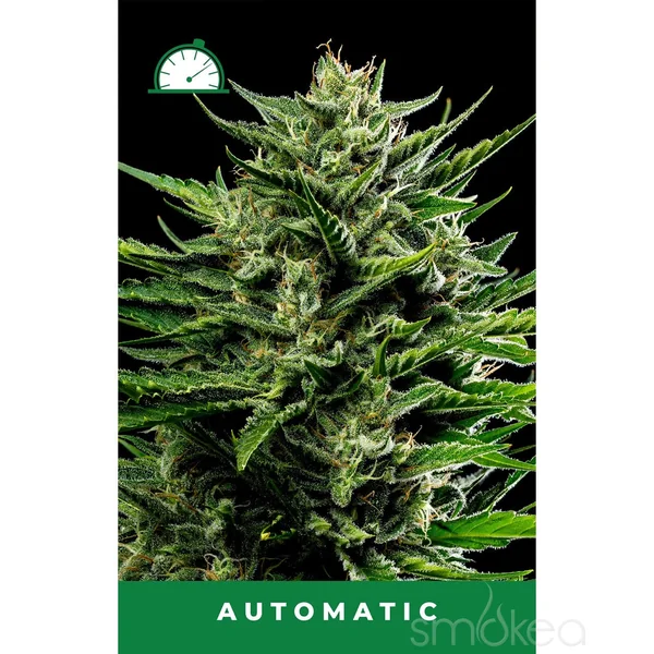 Humboldt Seed Co. Autoflower Cannabis Seeds - Emerald Fire OG - Image 2