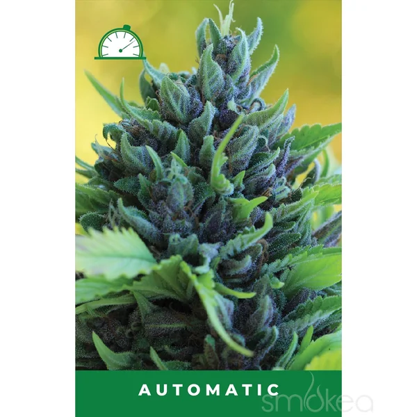 Humboldt Seed Co. Autoflower Cannabis Seeds - Humboldt Dream - Image 2