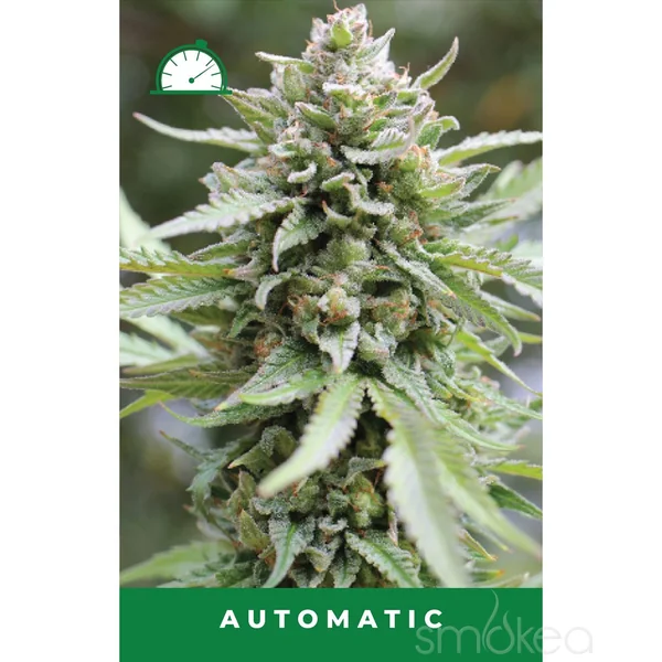 Humboldt Seed Co. Autoflower Cannabis Seeds - Lemongrass - Image 2
