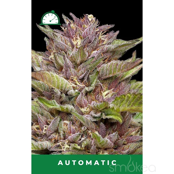 Humboldt Seed Co. Autoflower Cannabis Seeds - Pineapple Muffin - Image 2