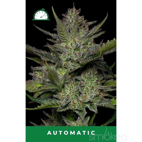 Humboldt Seed Co. Autoflower Cannabis Seeds - Sour Apple - Image 2