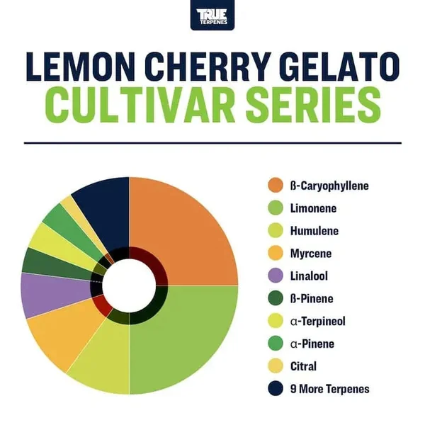 Lemon Cherry Gelato | Terpenes UK | 5ml - Image 2