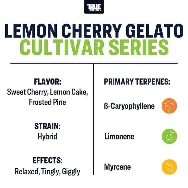 Lemon Cherry Gelato | Terpenes UK | 5ml - Image 3