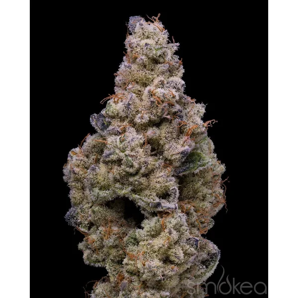Lemonnade Cannabis Seeds - Crispy Sugar - Image 2