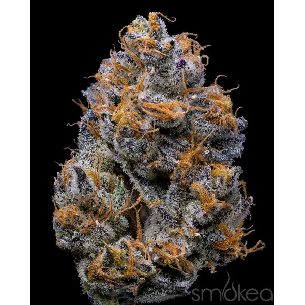 Lemonnade Cannabis Seeds - Velvet Cream - Image 2