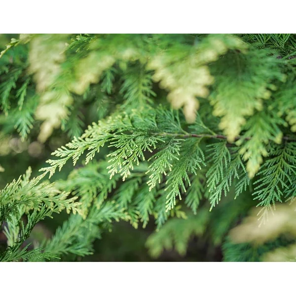 Runtz - Image 9