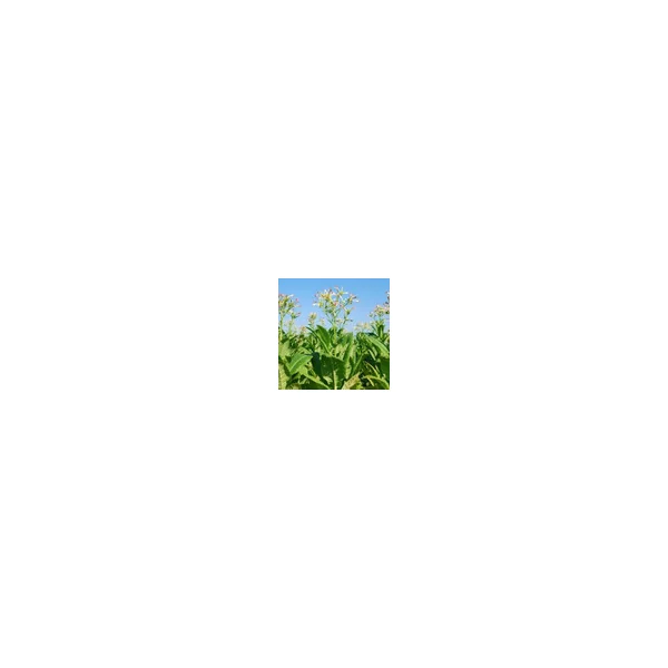 RY4 Type TFA - Image 4